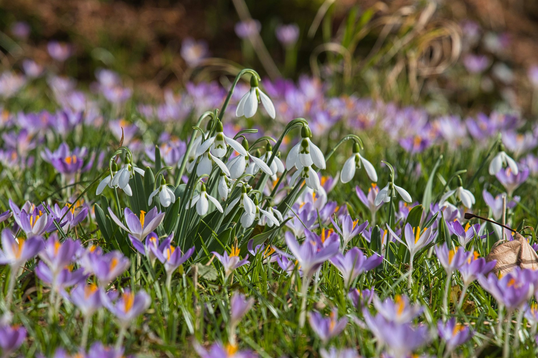 Krokusse und Schneeglöckchen sprießen gerade überall in Berlin aus dem Boden.