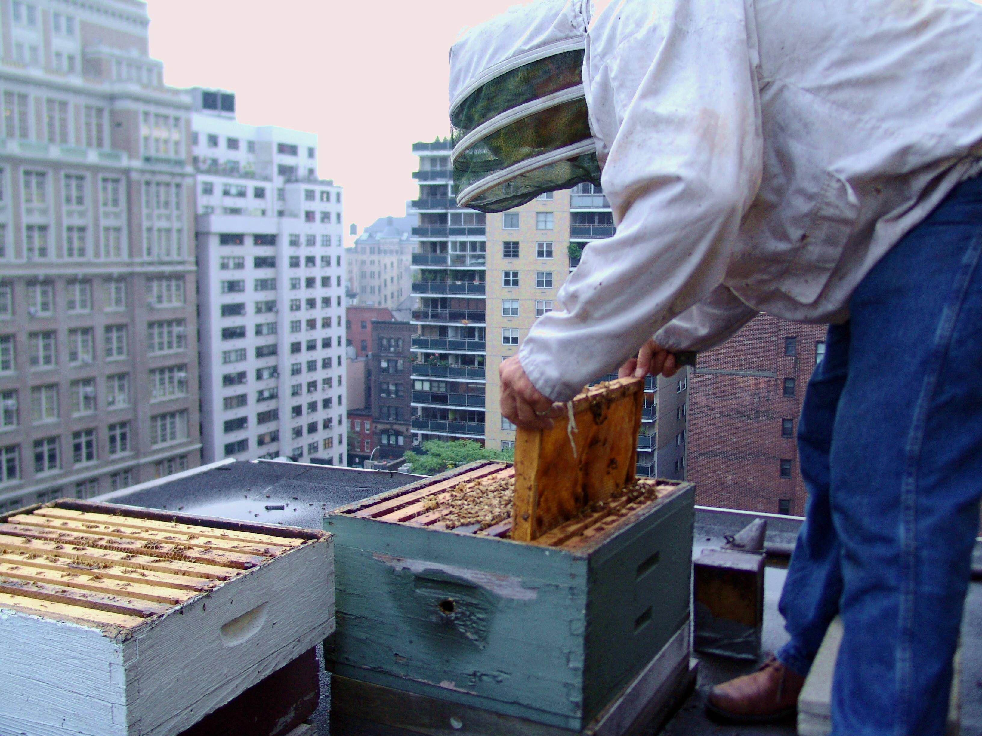 Verbot von Bienen auf dem Balkon: Eigentümer setzen sich durch