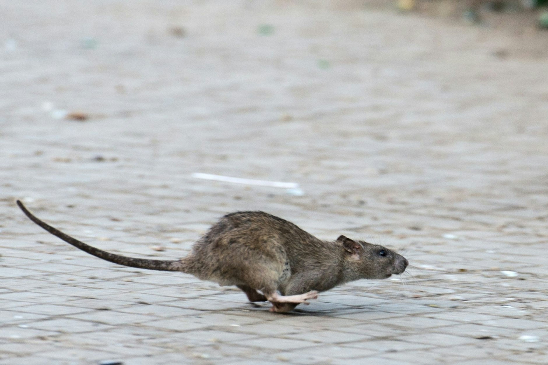 Eine Ratte im Sprint: Geschätzt zwei bis drei Millionen Exemplare sind in Berlin wohnhaft.