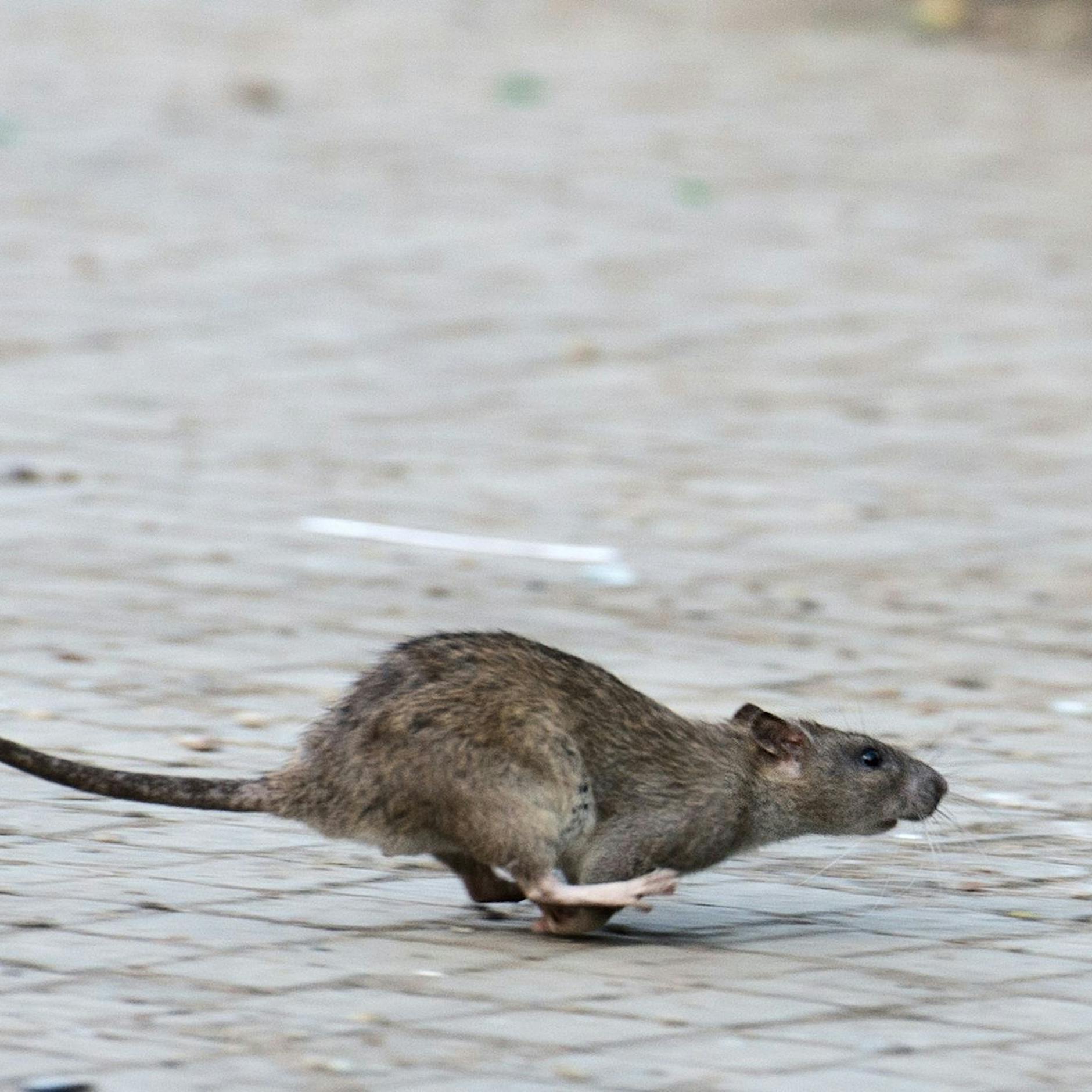 Ratten in Berlin: Warum so viele rund um den Hackeschen Markt ums Leben kommen