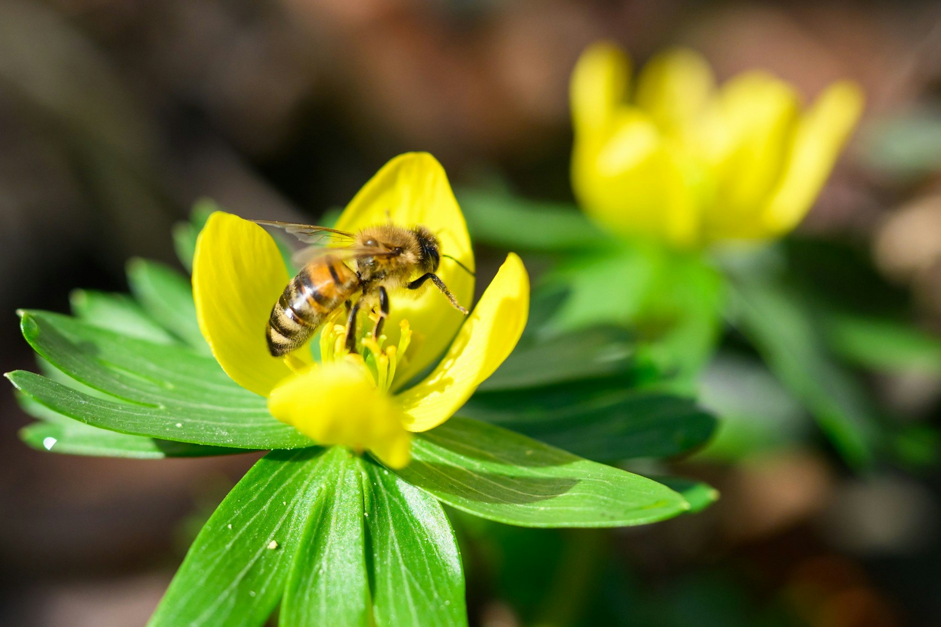 Sogar die ersten Bienen sind schon wieder unterwegs. Wie hier in der Region Hannover. Überall in Deutschland gibt es ungewöhnliche Frühlingswärme. Und das milde Wetter bleibt.