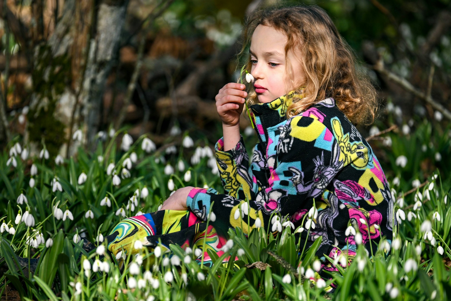 Schneeglöckchen stammen aus Südwestasien.