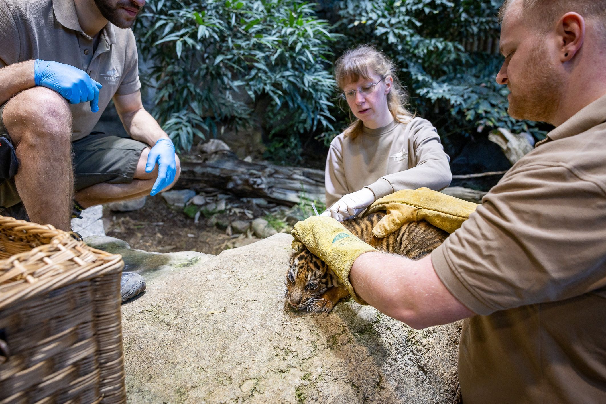 Baby-Tiger aus Berliner Tierpark muss zum Arzt