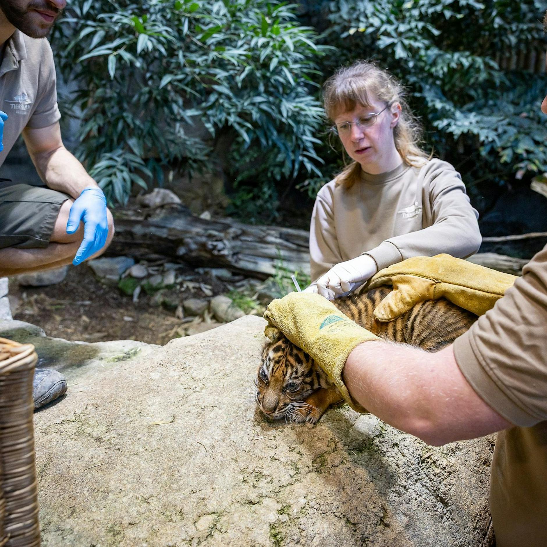 Baby-Tiger aus Berliner Tierpark muss zum Arzt