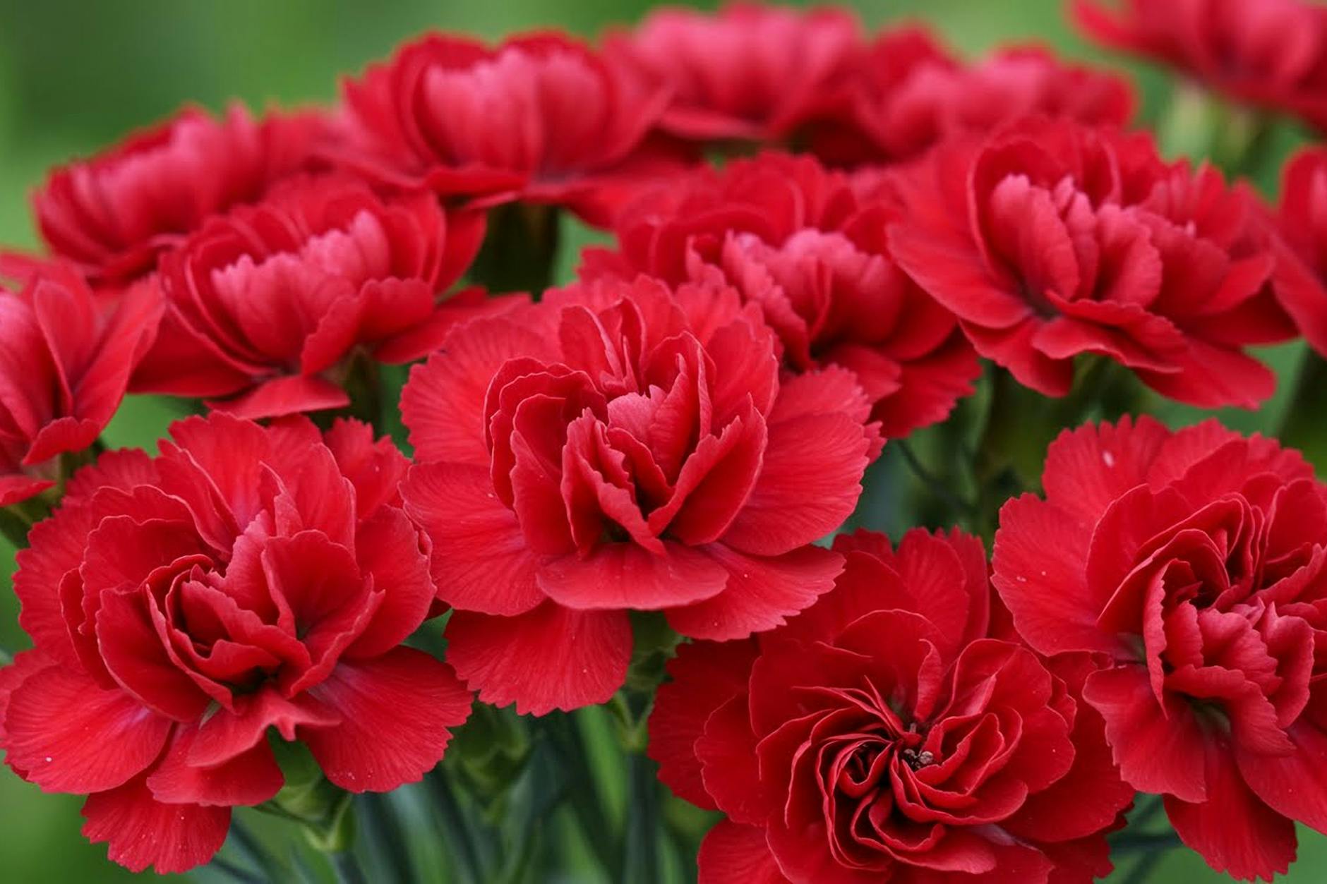 Rote Nelken sind klassische Blumen zum Weltfrauentag. Zu dem Anlass werden sie auch auf die Gräber von etwa Rosa Luxemburg und Clara Zetkin gelegt.