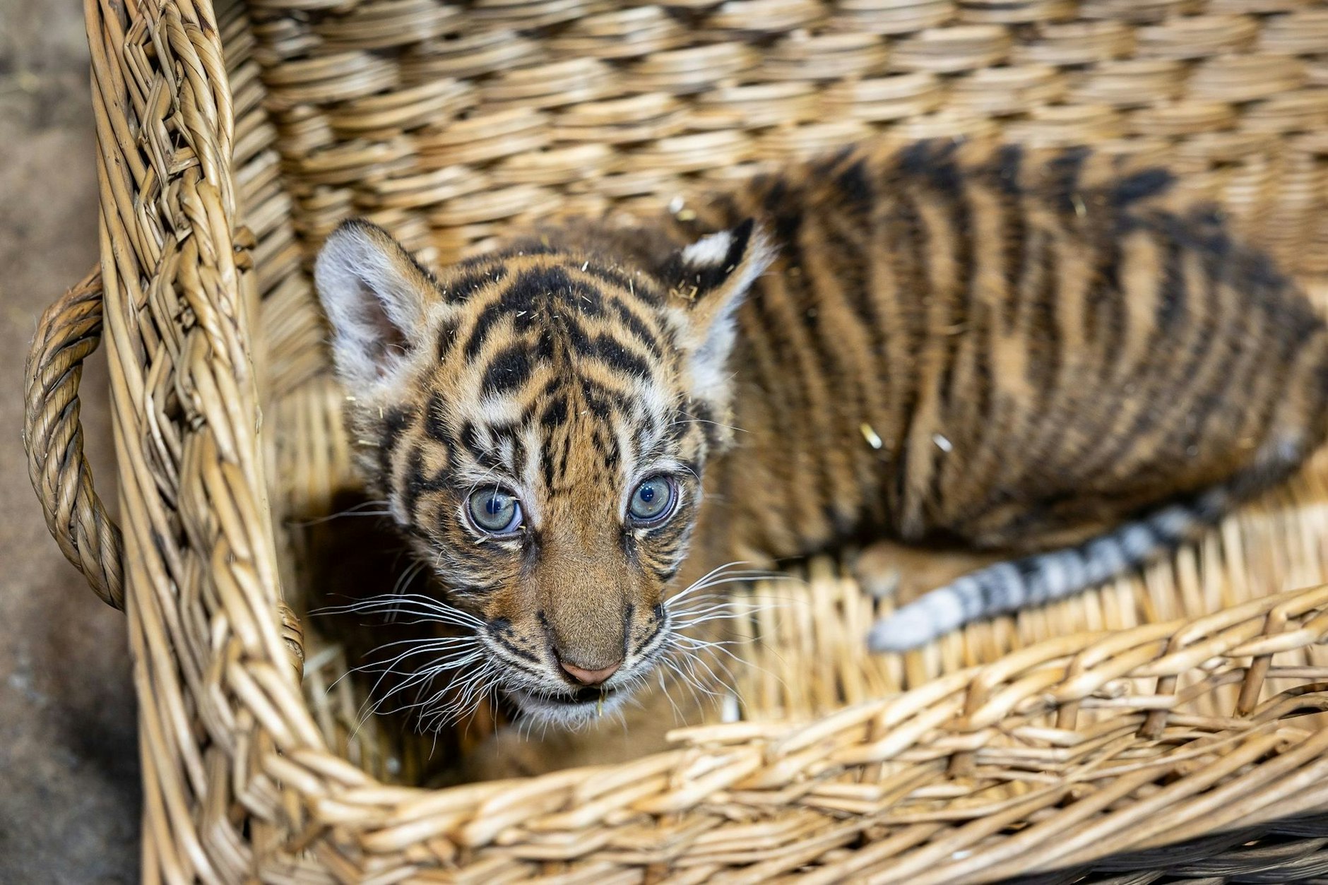 Das kleine Tiger-Mädchen sitzt in einem Korb im Tierpark Berlin. Es wird künftig ohne ihren Papa aufwachsen.