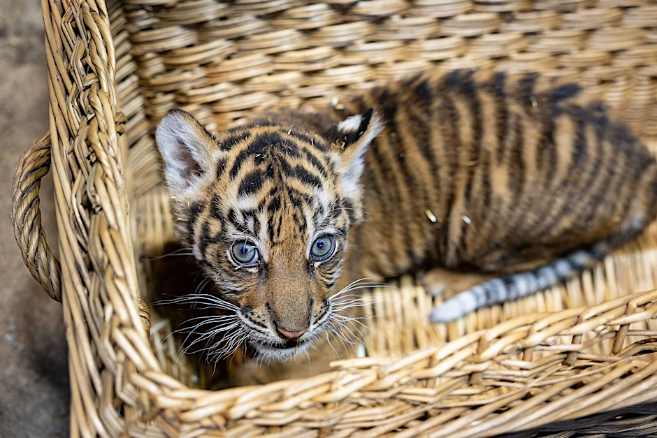 Das kleine Tiger-Mädchen sitzt in einem Korb im Tierpark Berlin. Es wird künftig ohne ihren Papa aufwachsen.