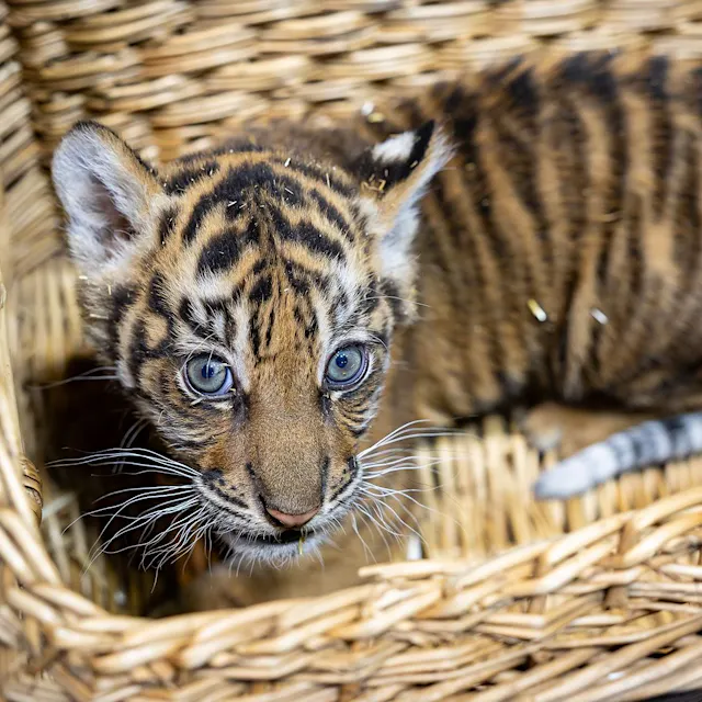Familiendrama im Tierpark Berlin: Baby-Tiger hat keinen Papa mehr