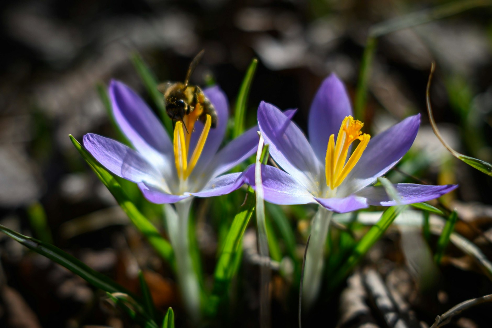 Überall schießen schon die Frühblüher aus dem Boden. Ob ihnen die kurze Kälte Schaden zufügen kann, wird sich zeigen.