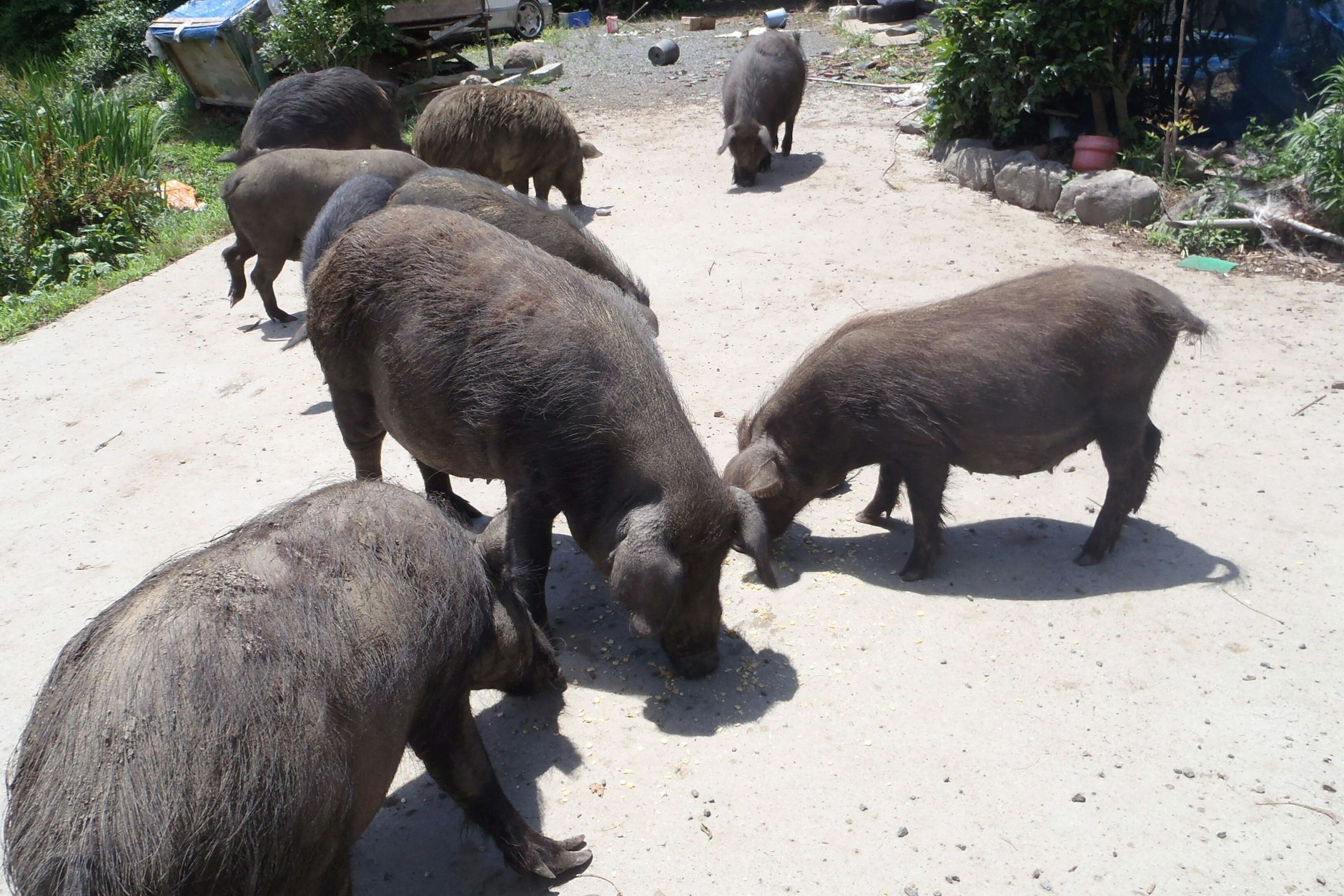 Freigelassene Schweine im Sperrgebiet