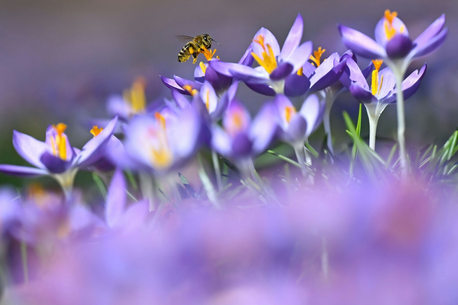 Auf den Wiesen blüht es herrlich - bleibt nur zu hoffen, dass der Ausbruch des Polarwirbels keine Kaltluft zu uns bringt, die den schönen Blumen schadet.