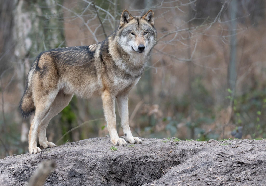 Jetzt darf der Wolf geschossen werden: Bundestag beschließt Bestandsmanagement