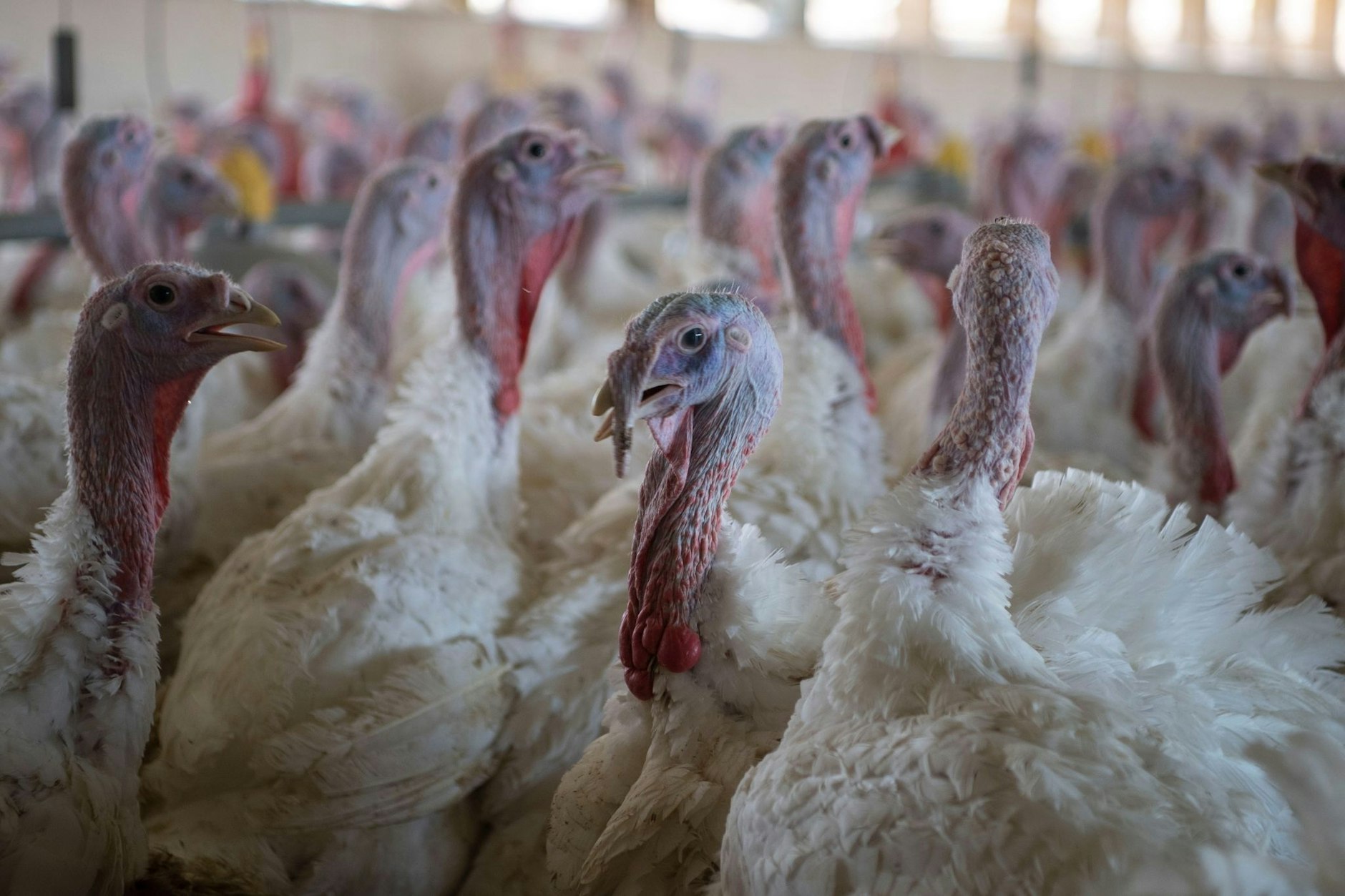 Die Newcastle-Krankheit breitet sich auf Geflügelhöfen in Deutschland aus.