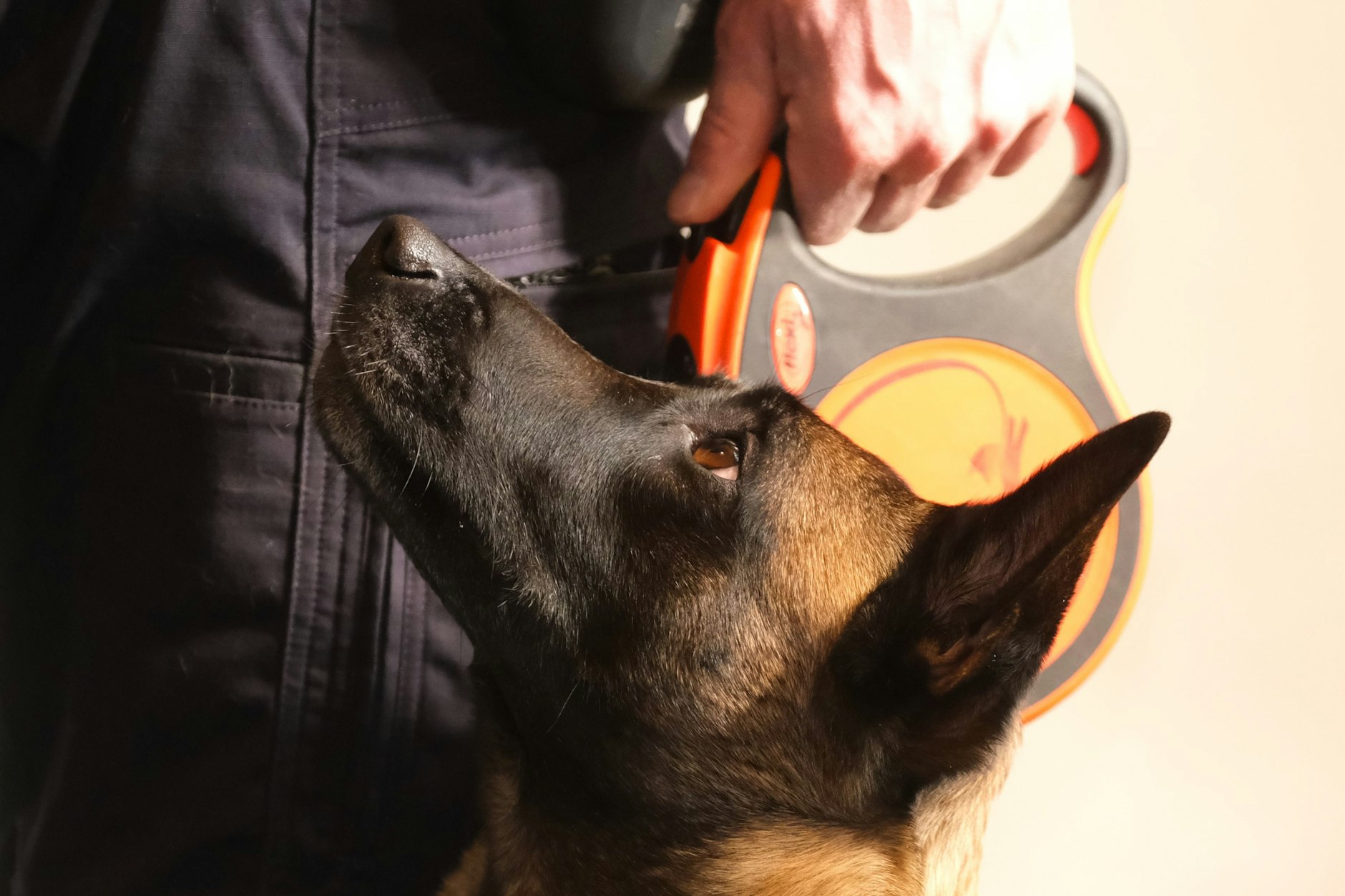 Elli, eine belgische Schäferhündin, kann Handys unter der Matratze riechen.