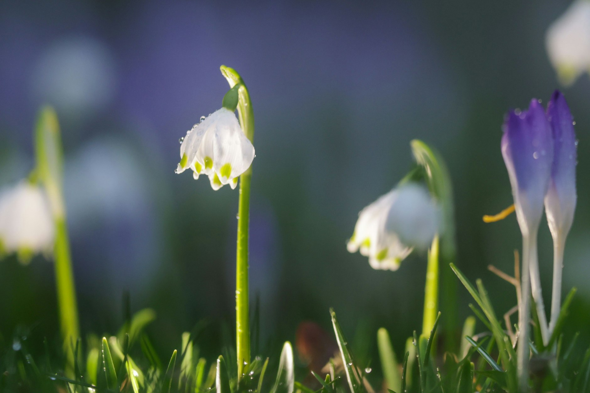 Die Frühblüher sind schon da: Überall sprießt es nach den ersten warmen Tagen bereits. Wie es im März in Sachen Wetter weitergeht, wird sich erst noch zeigen.