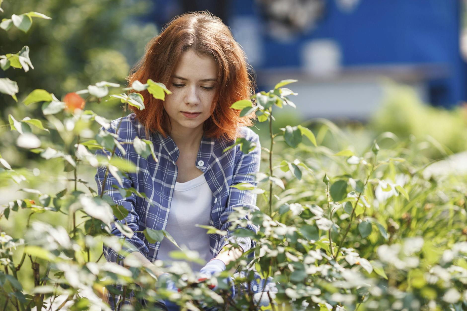 Auch die Rosen sollten im Frühjahr zurückgeschnitten werden. so blühen sie im Sommer wieder ordentlich.