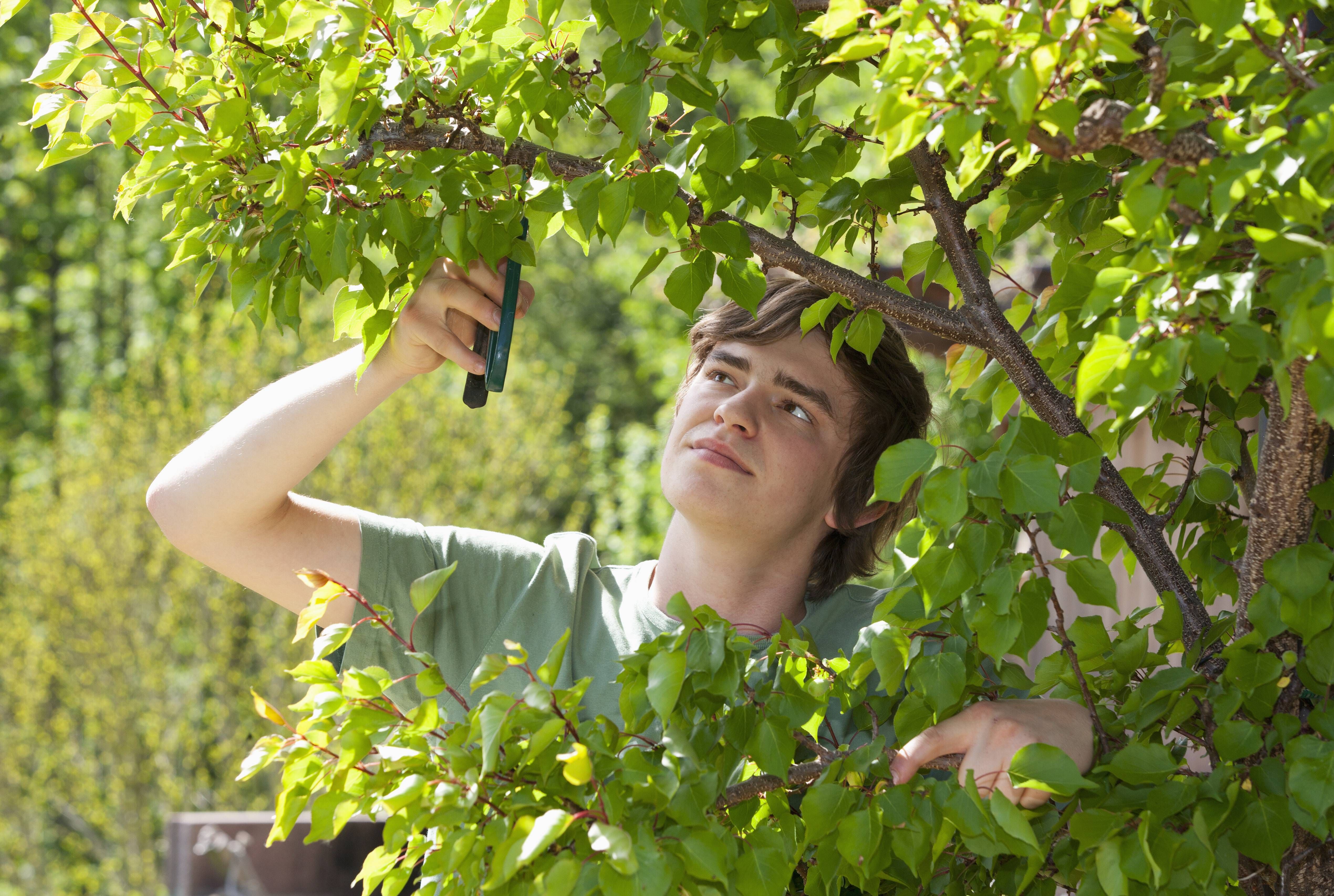 Pflanzen zurückschneiden im Garten: Das ist jetzt absolut wichtig