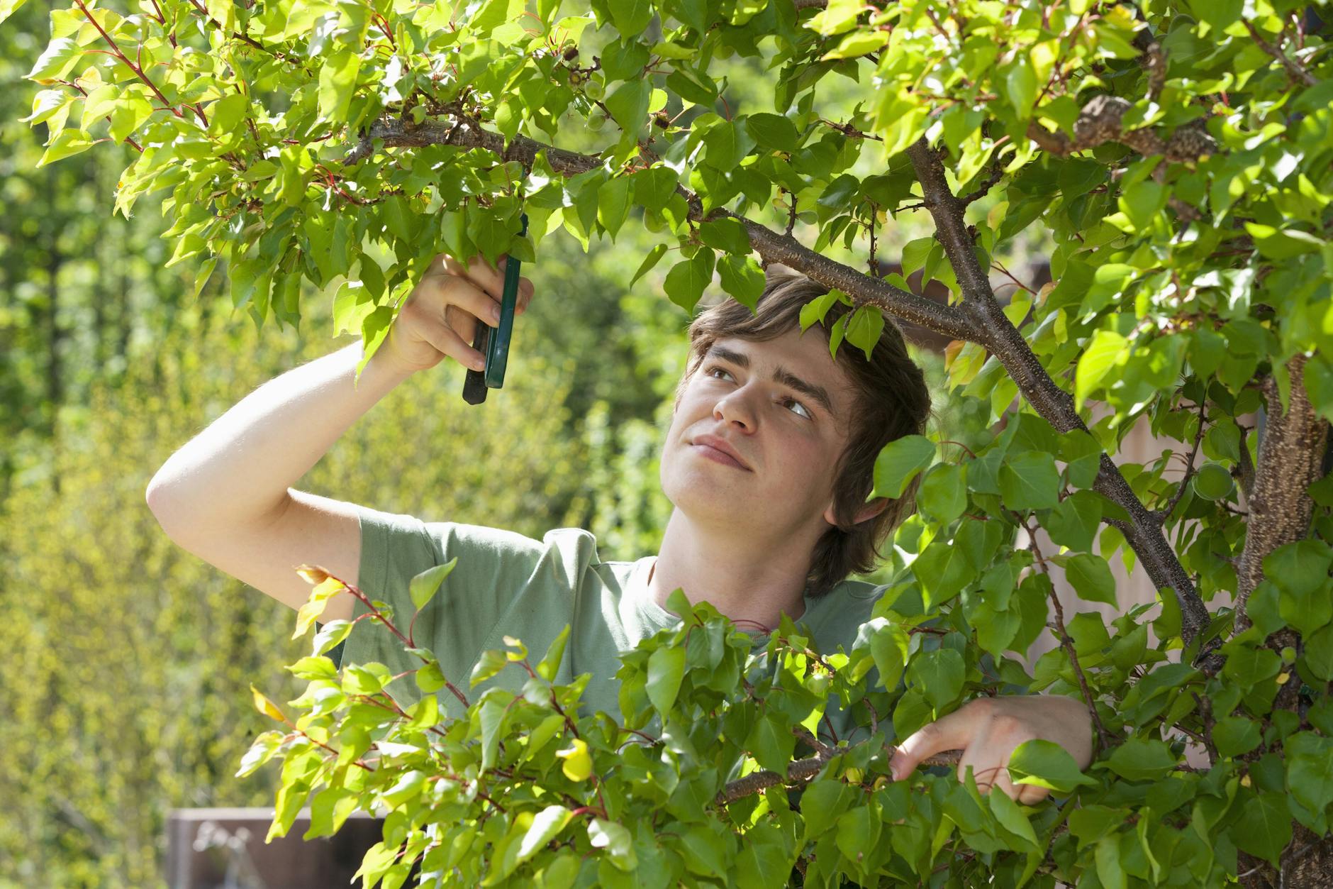 Das ganze Jahr über ist im Garten viel zu tun - nicht nur im Frühjahr tut der Griff zur Gartenschere vielen Pflanzen im Garten gut.