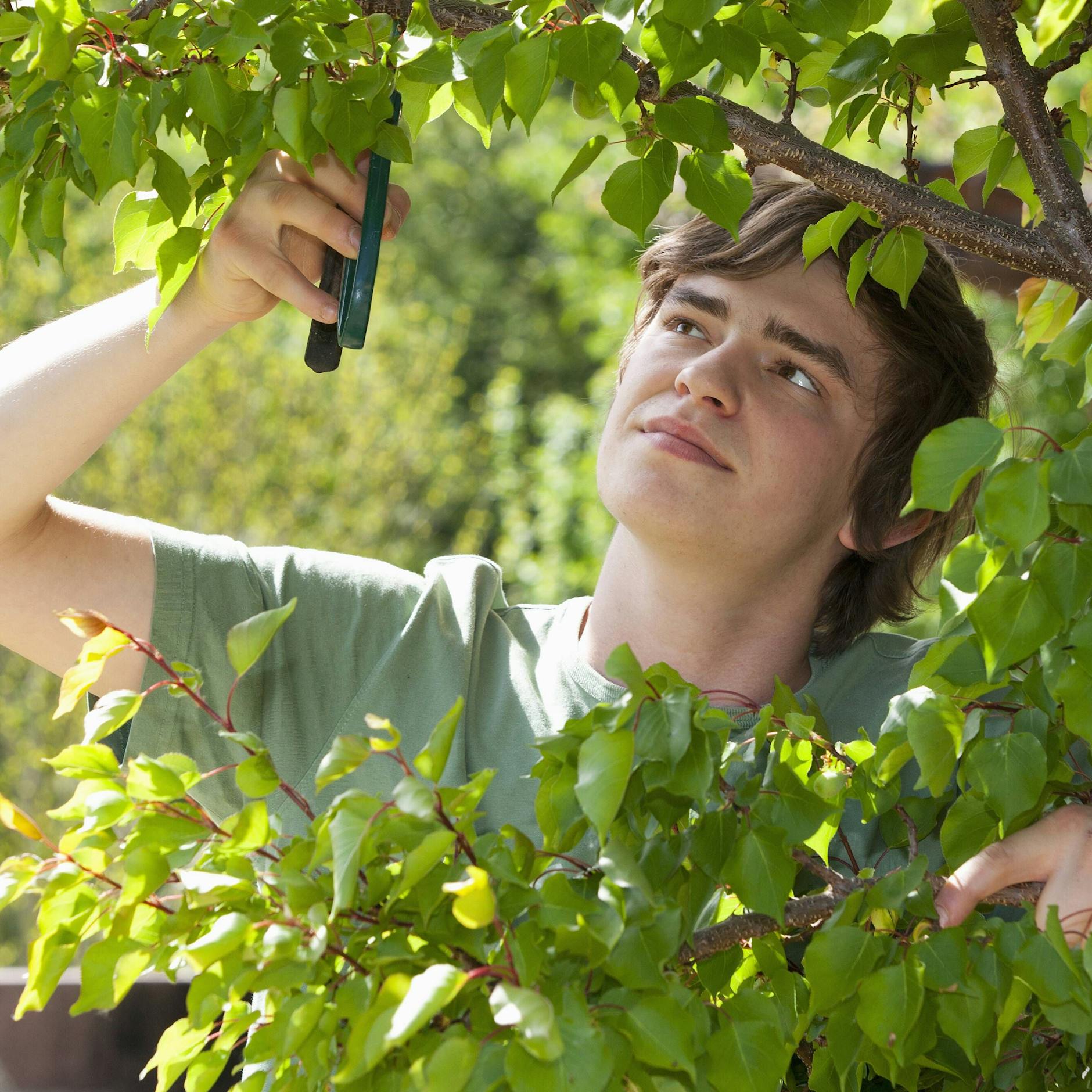 Pflanzen zurückschneiden im Garten: Das ist jetzt absolut wichtig
