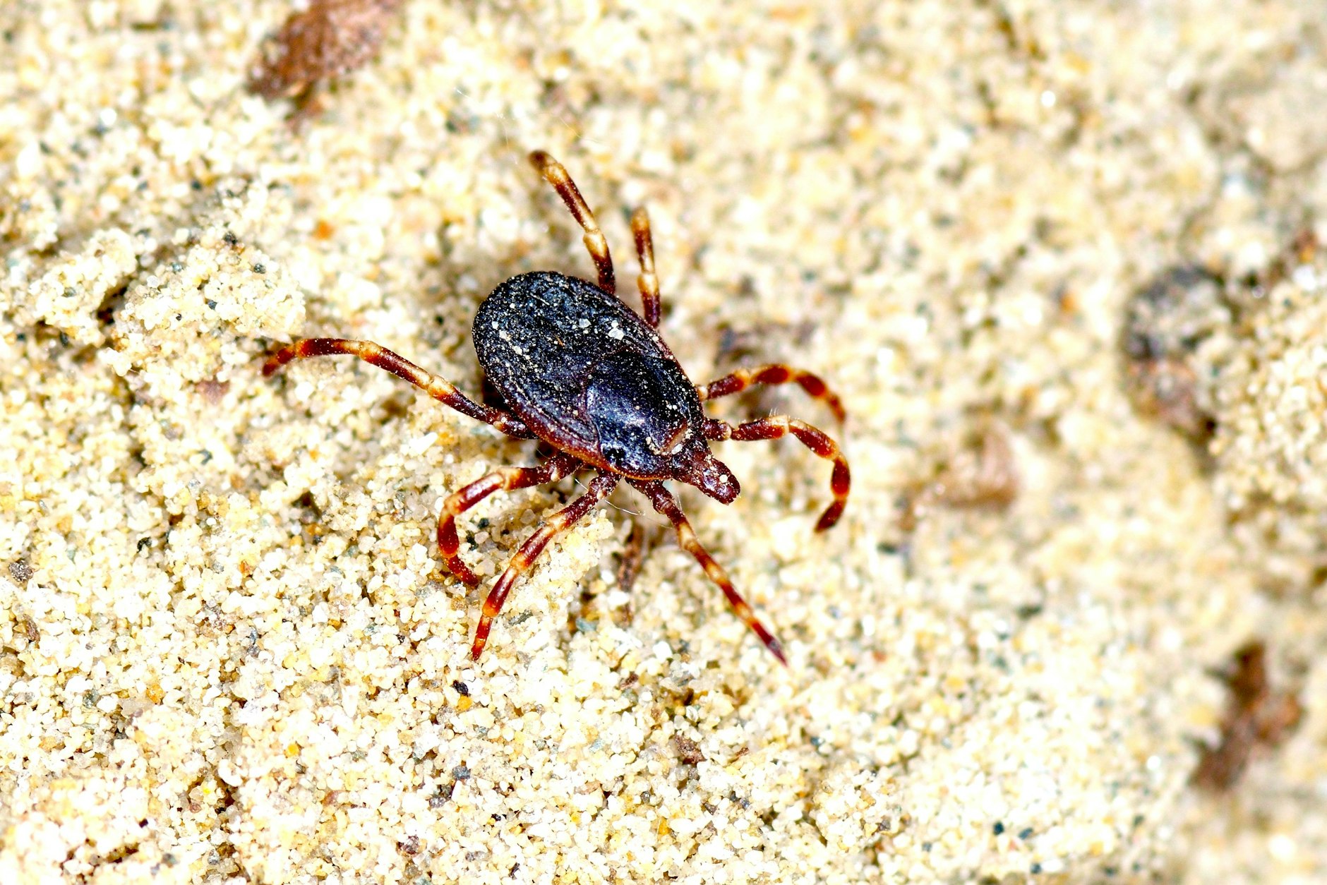 Die Zecken sind bekannt für ihre gestreiften Beine – und sie sind dreimal so groß wie in Deutschland bisher verbreitete Zecken.