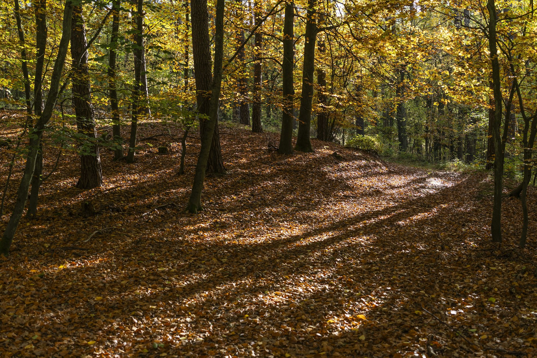 Symbolbild: Ein Wald im Landkreis Barnim bei Buckow.
