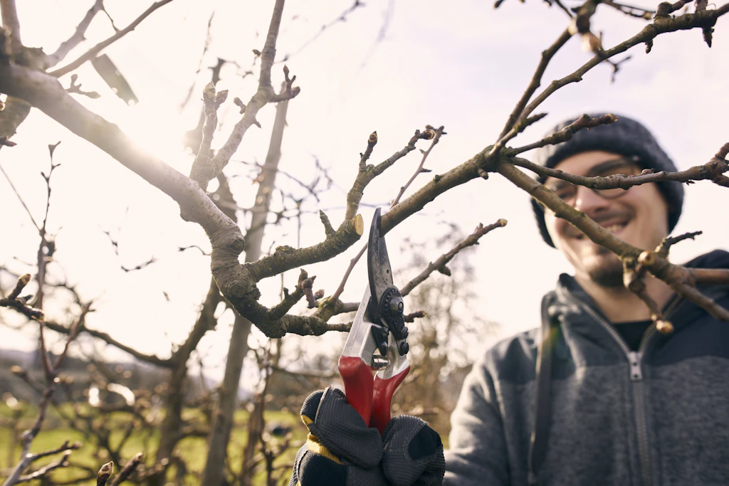 Obstbäume sollten im Frühjahr ordentlich zurückgeschnitten werden, damit sie wieder eine gute Ernte bieten. 