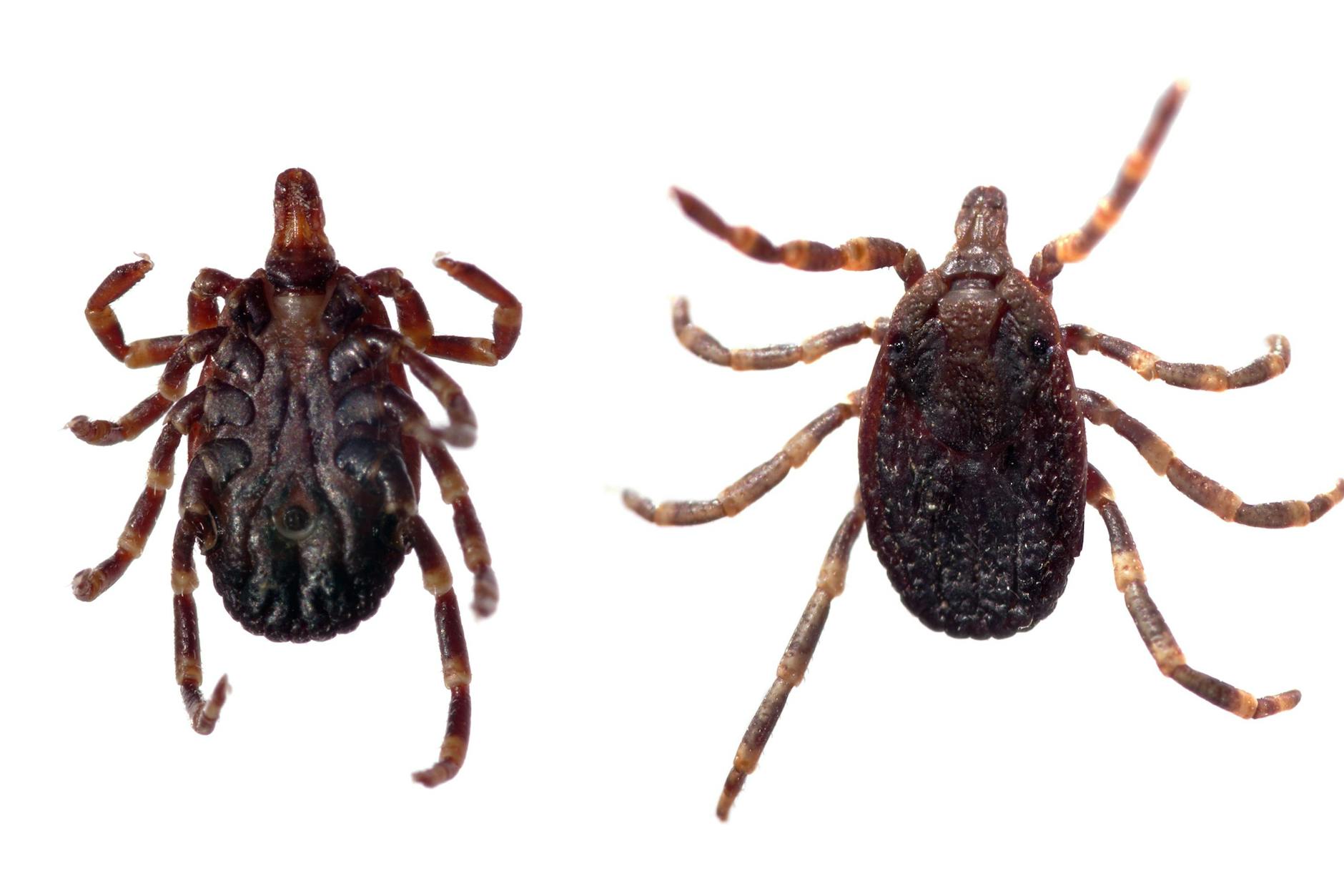 Zecken der Art Hyalomma auf weißem Grund. Sie können auch für Menschen gefährlich werden.