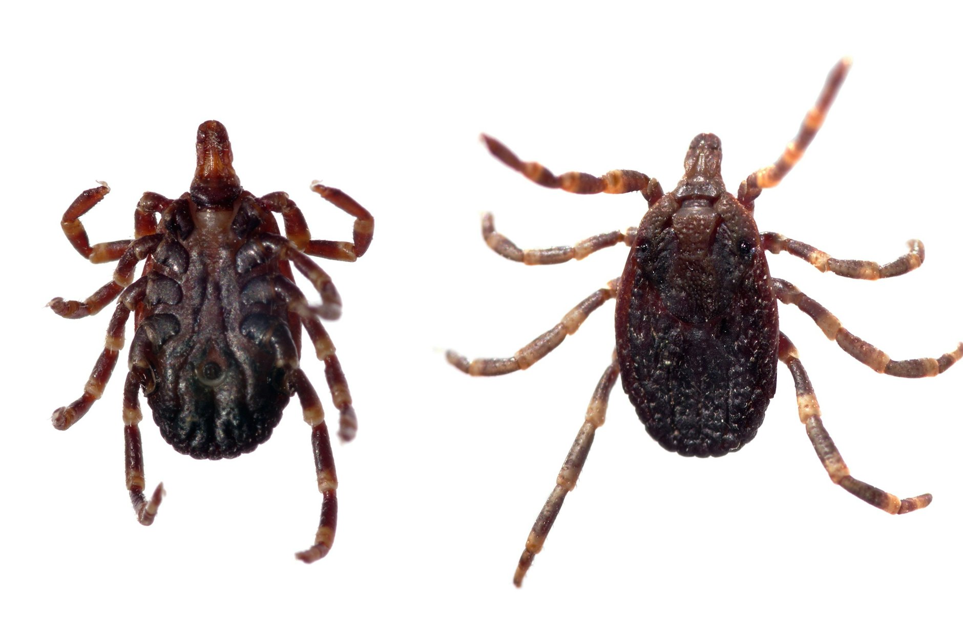 Zecken der Art Hyalomma auf weißem Grund. Sie können auch für Menschen gefährlich werden.