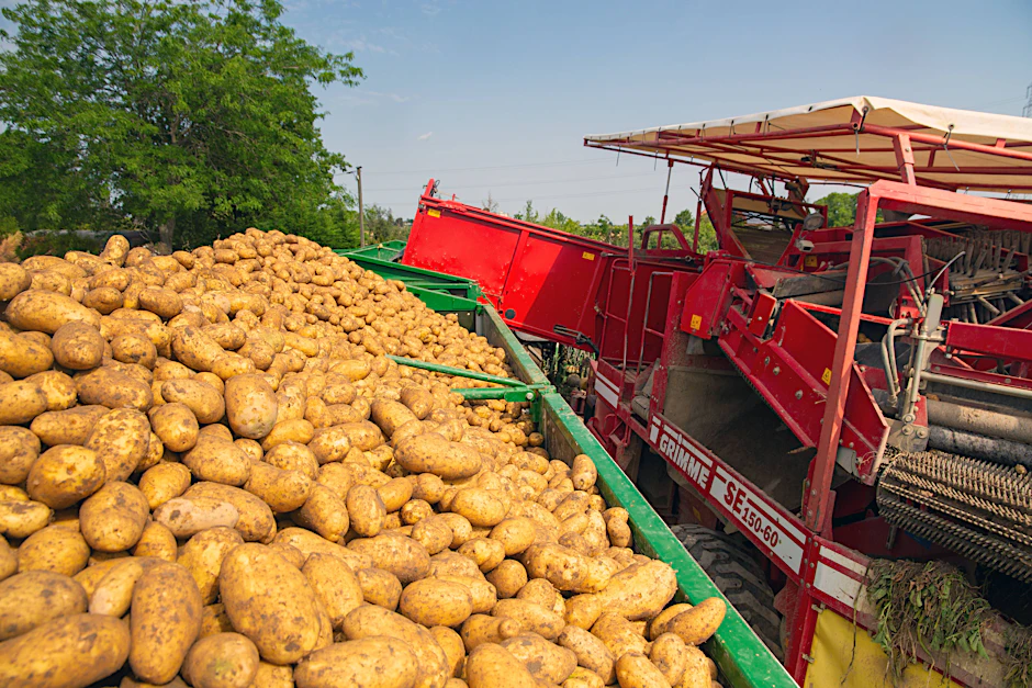 Bei der Aktion „Erfurt rettet Erfurter Kartoffeln“ werden Kartoffeln bald für 50 Cent pro Kilogramm verkauft.