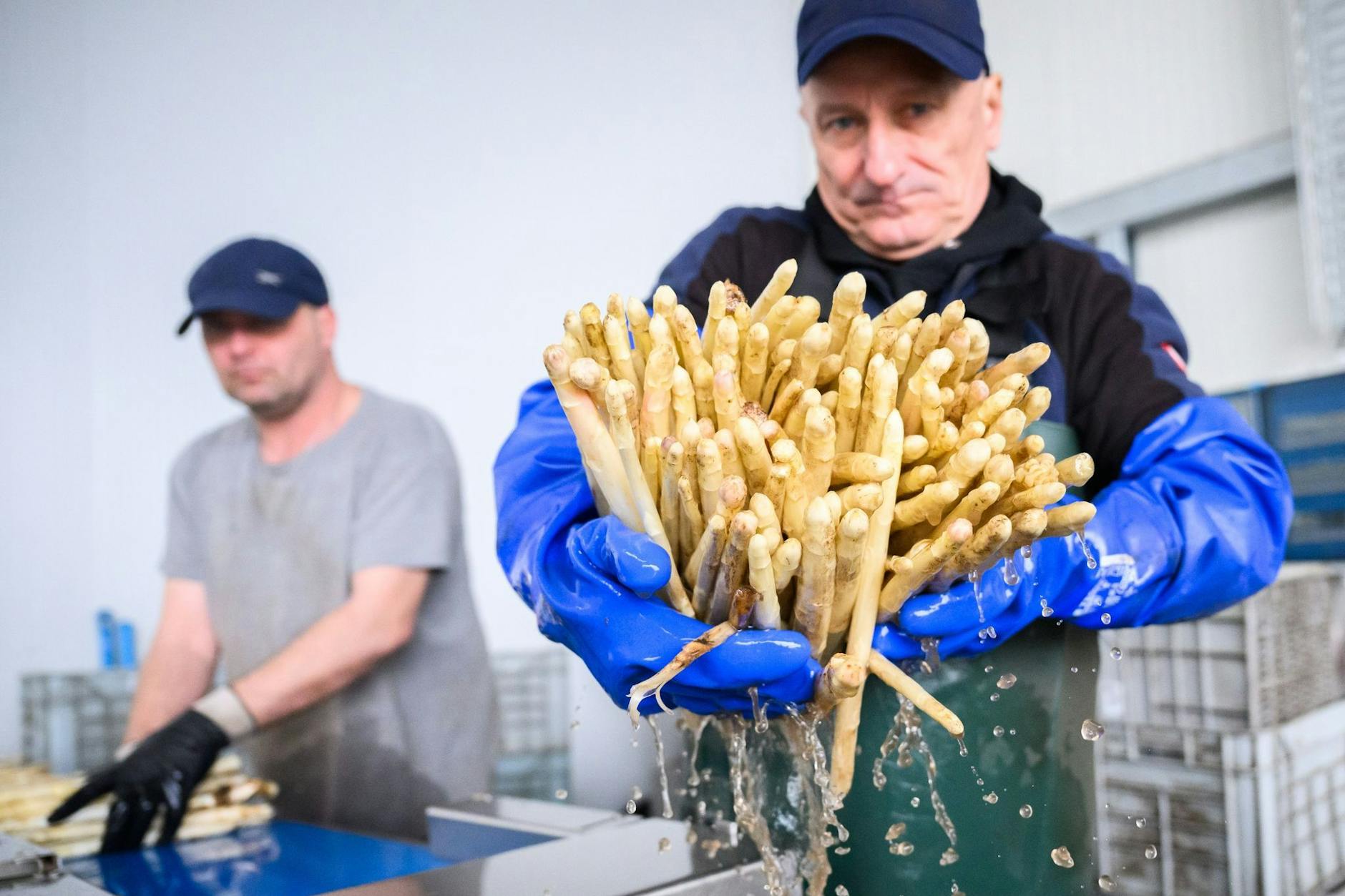 So teuer wird der erste Spargel: Wie sich die Preise in Ost und West unterscheiden