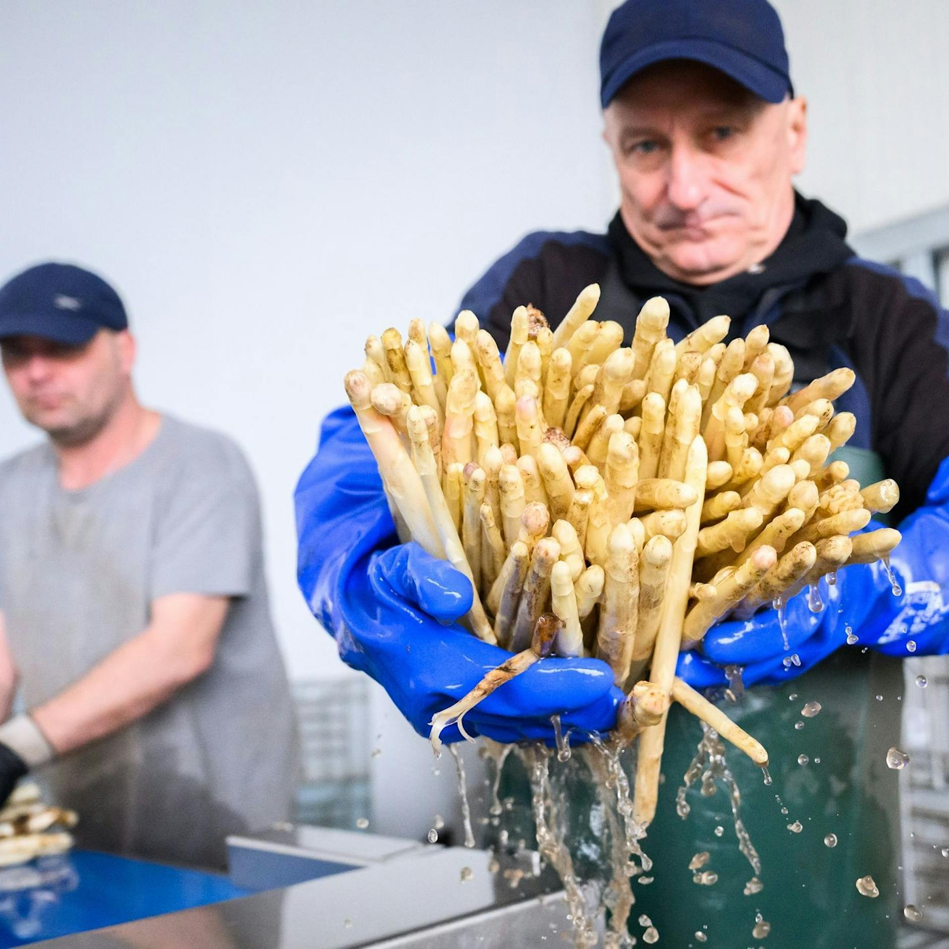 So teuer wird der erste Spargel: Wie sich die Preise in Ost und West unterscheiden