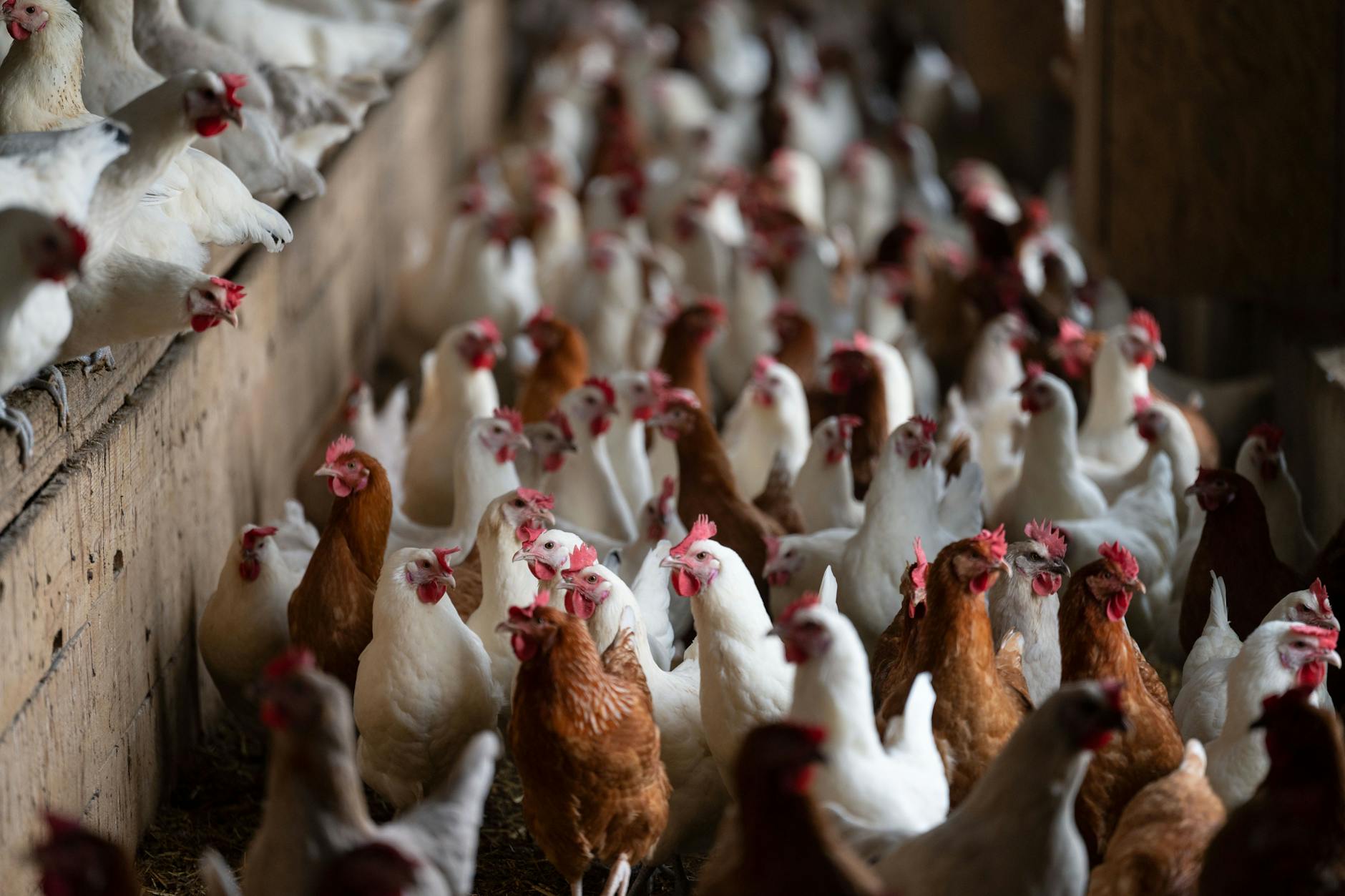 Auch Hühner aus ökologischer Tierzucht müssen in den betroffenen Schutz- und Überwachungszonen jetzt in Ställe gesperrt werden.