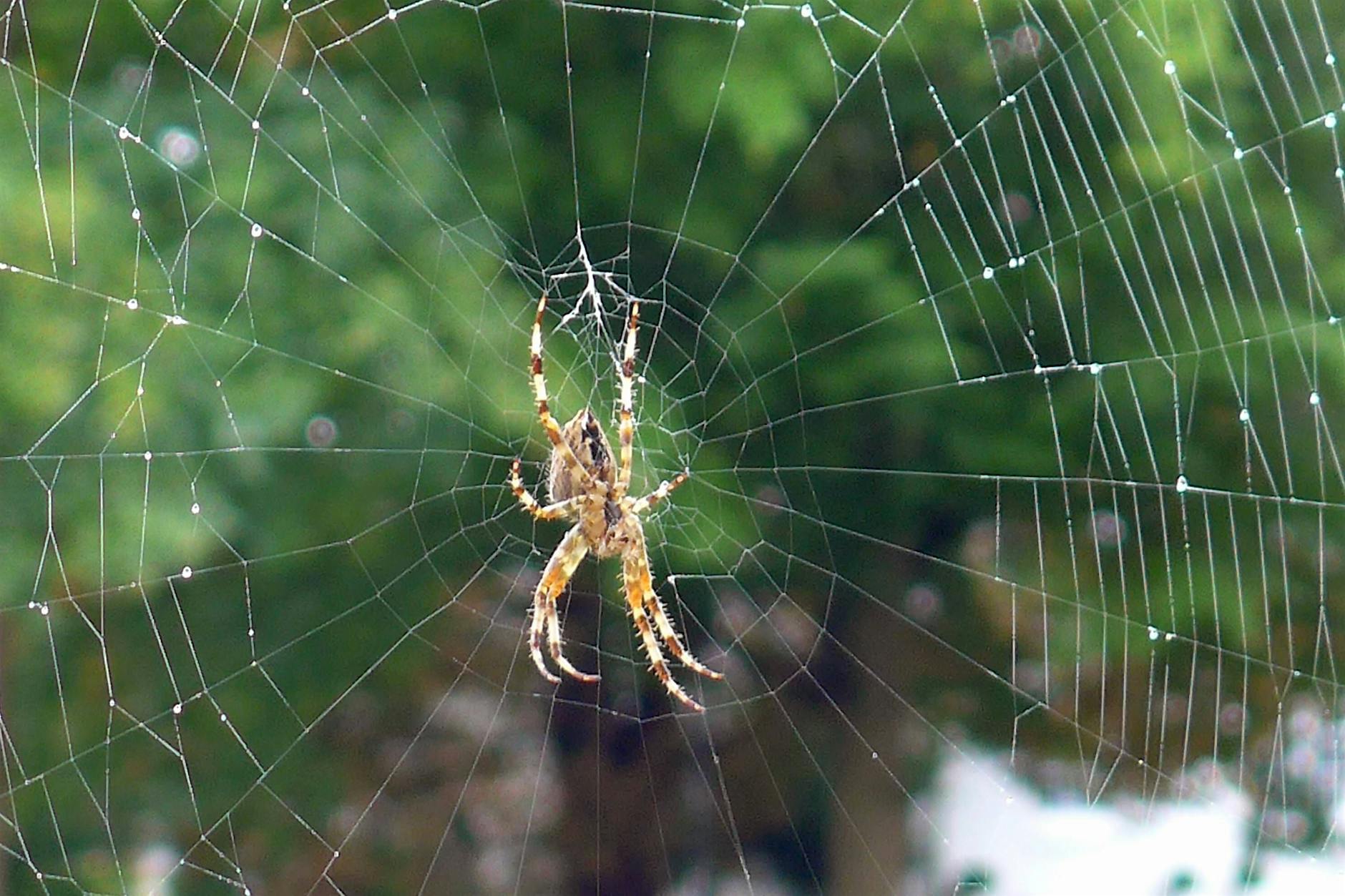 Dieser einfache Trick hilft gegen Spinnen und Insekten auf dem Balkon
