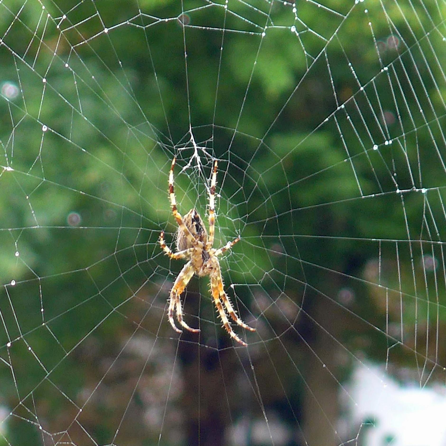 Dieser einfache Trick hilft gegen Spinnen und Insekten auf dem Balkon