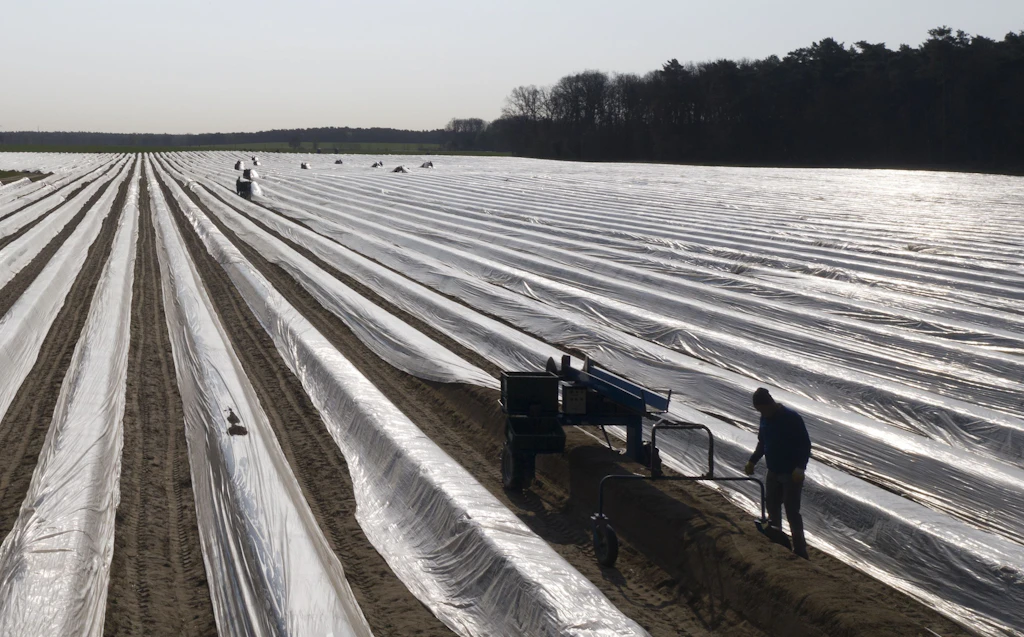 Sonderregelungen beim Mindestlohn für Erntehelfer sind nicht zulässig – CDU fordert sie trotzdem