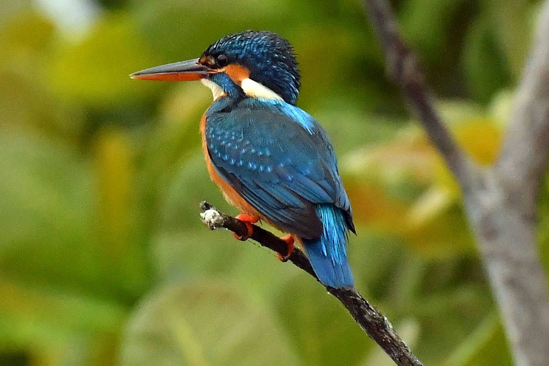 Der Eisvogel soll bald auf dem 10-Euro-Schein prangen. Ob das Motiv für die neuen Banknoten wirklich ausgewählt wird, wird sich zeigen.