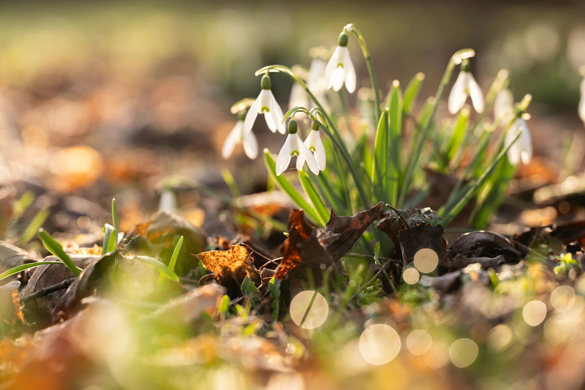 Der Frühling ist da - und er darf gern bleiben. Ob wirklich noch einmal ein kleiner Wintereinbruch Deutschland in Flöckchen hüllt, ist aktuell ungewiss.