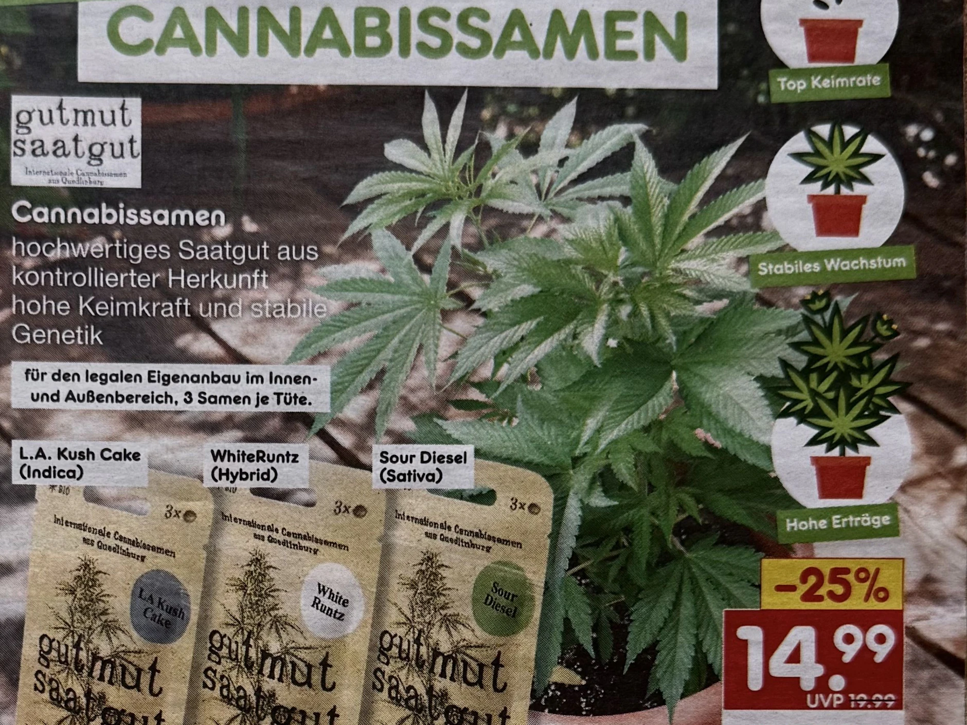 Neue Ware im Regal: Discounter bietet Cannabissamen für Hobby-Gärtner an.