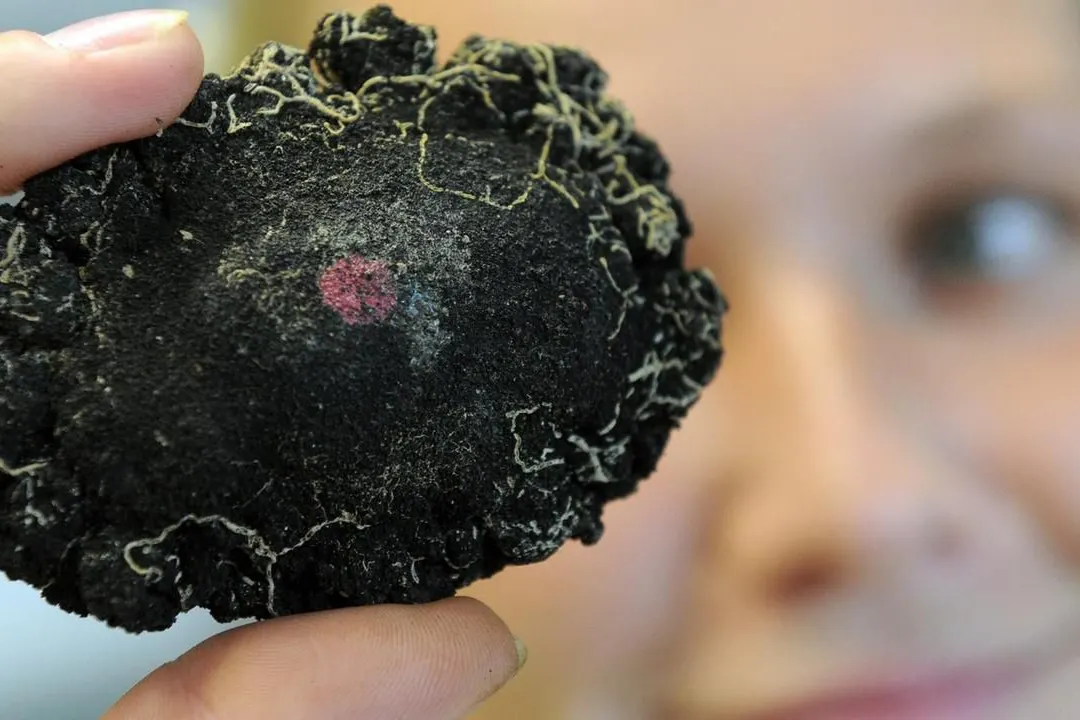 In Millionen Jahren gewachsen: Manganknollen aus der Tiefsee enthalten neben Mangan oft auch Kupfer, Eisen, Kobalt und Nickel.