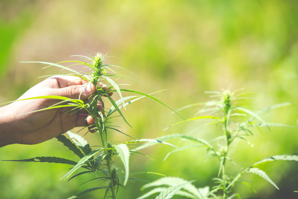 Netto bringt Cannabis ins Supermarkt-Regal