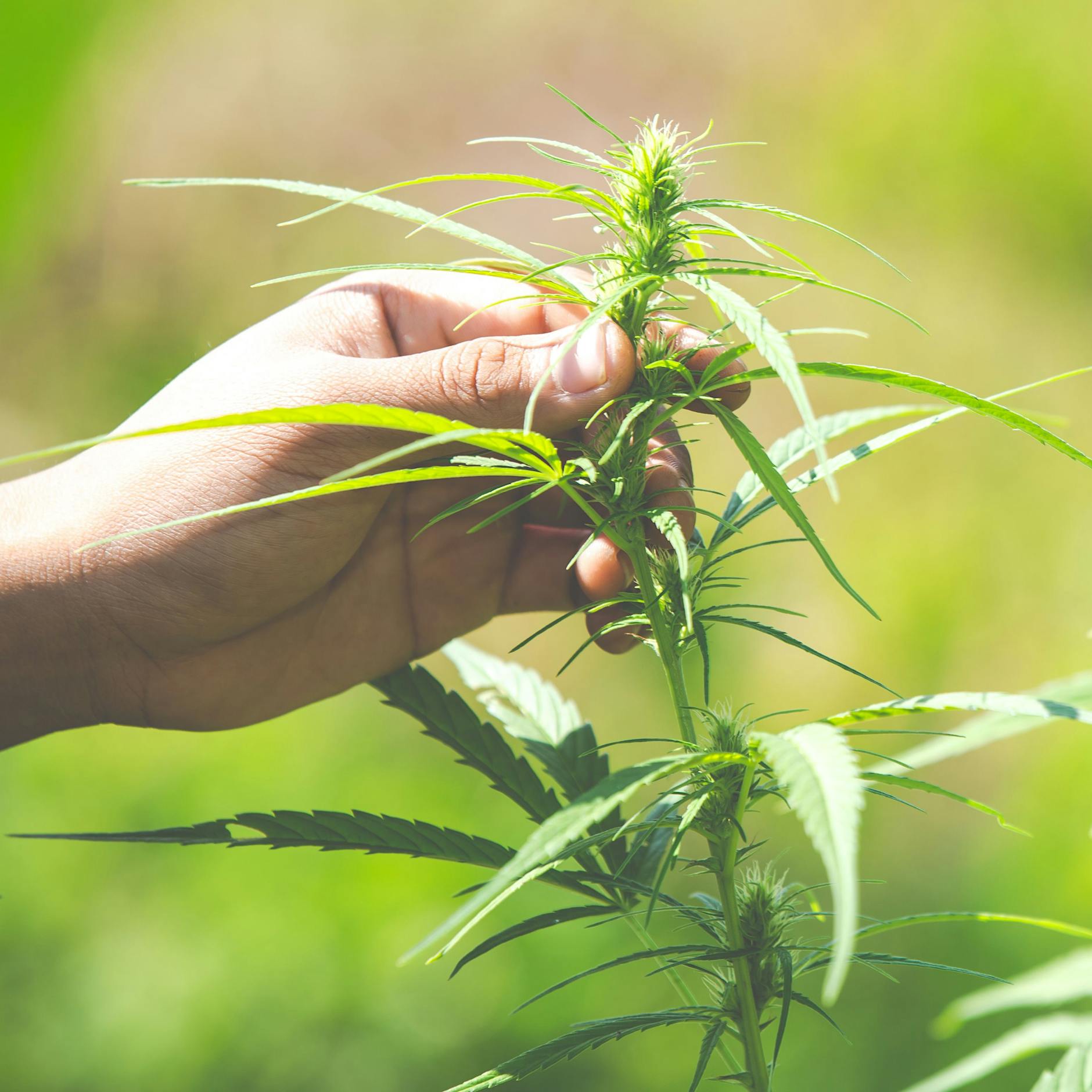 Netto bringt Cannabis ins Supermarkt-Regal