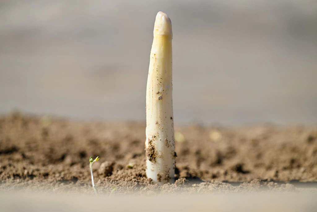 Warum das Internet über diesen Spargel-Beitrag von der „Tagesschau“ lacht