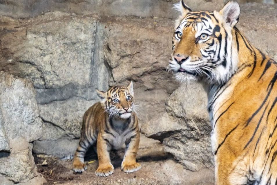 Der Baby-Tiger neben seiner Mama Mayang im Tierpark Berlin.