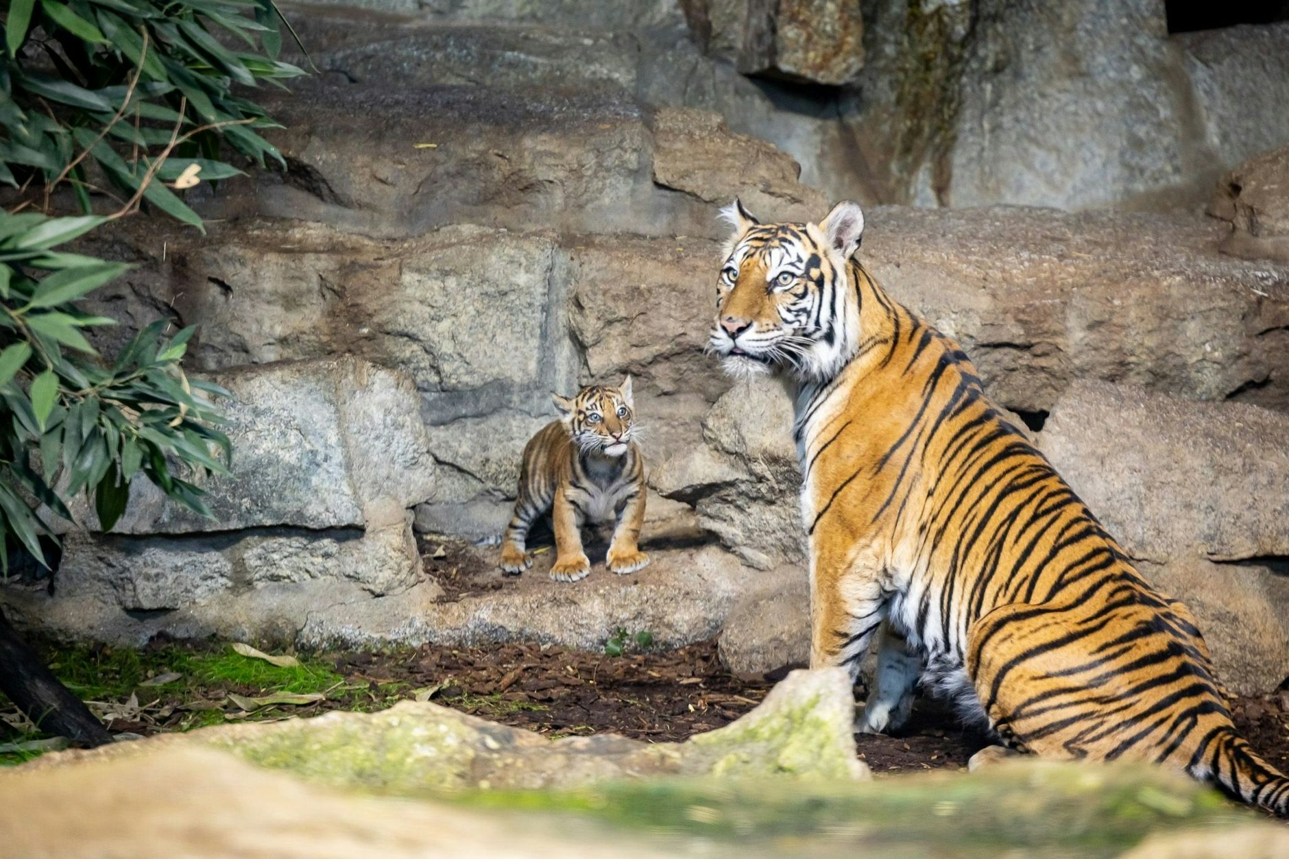 Baby-Tiger Lilly neben seiner Mama Mayang im Tierpark Berlin.