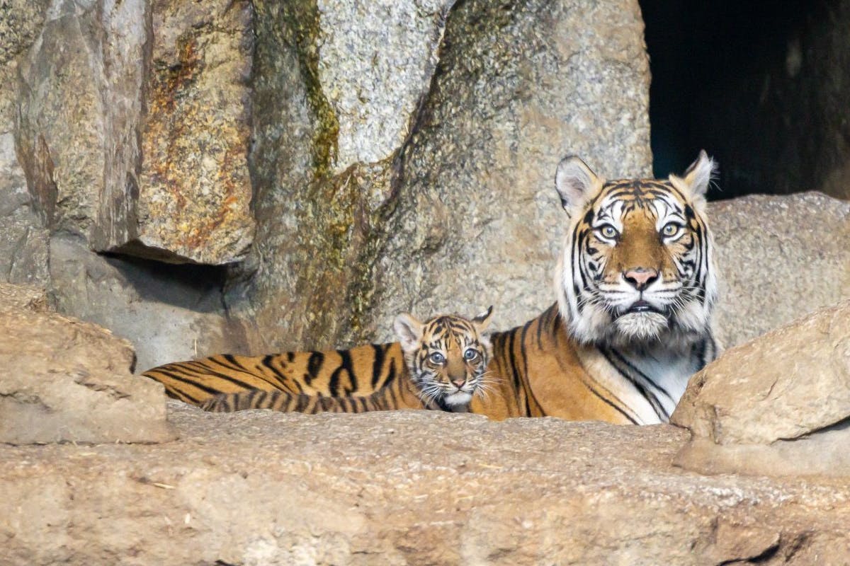 Das süße Tiger-Mädchen liegt ganz dicht bei Mama Mayang in der Felsenanlage im Tierpark Berlin.