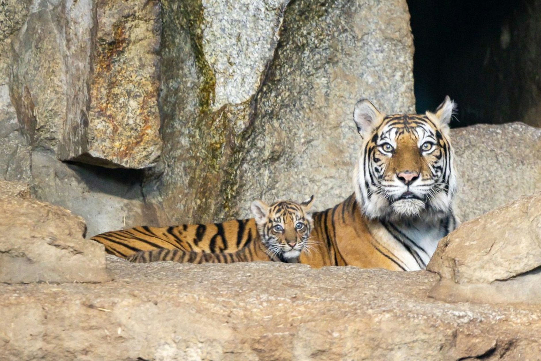 Das süße Tiger-Mädchen liegt ganz dicht bei Mama Mayang in der Felsenanlage im Tierpark Berlin.