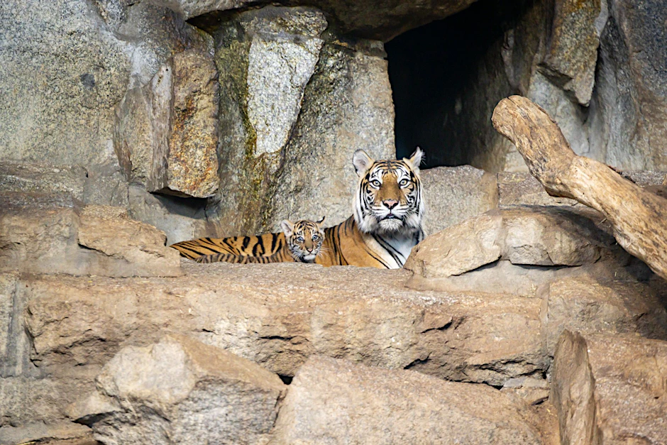 Der Baby-Tiger neben seiner Mama Mayang im Tierpark Berlin.