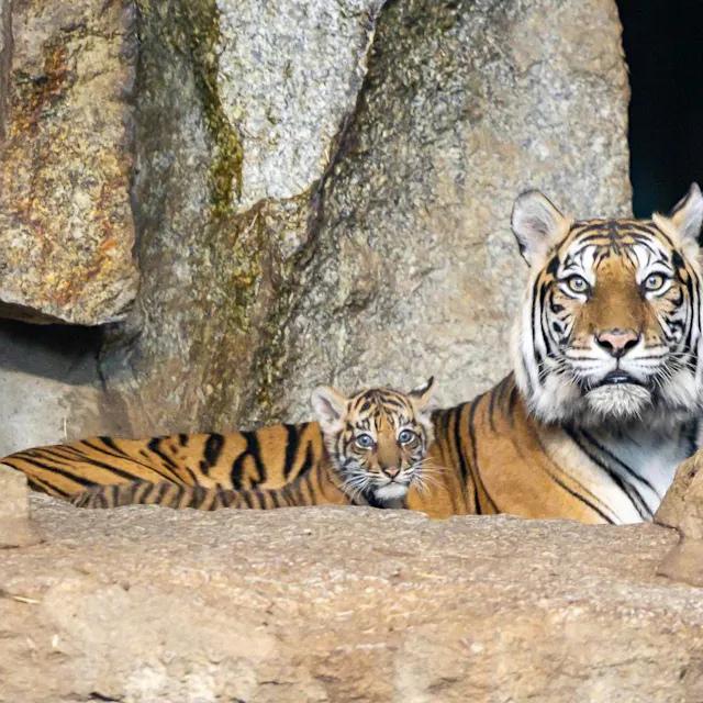 Nach Familiendrama: So wächst Baby-Tiger im Tierpark Berlin ohne Papa auf