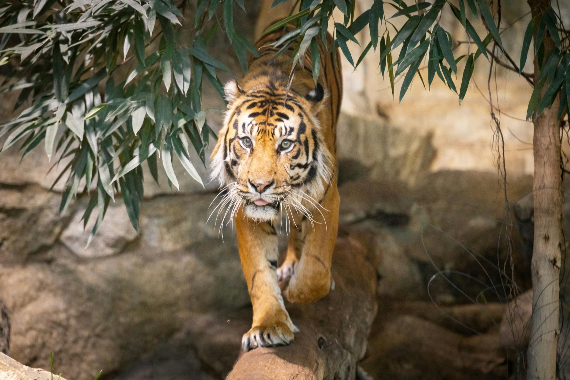 Sumatra-Tiger Jae Jae: Die 17 Jahre alte Raubkatze aus dem Tierpark Berlin musste eingeschläfert werden.