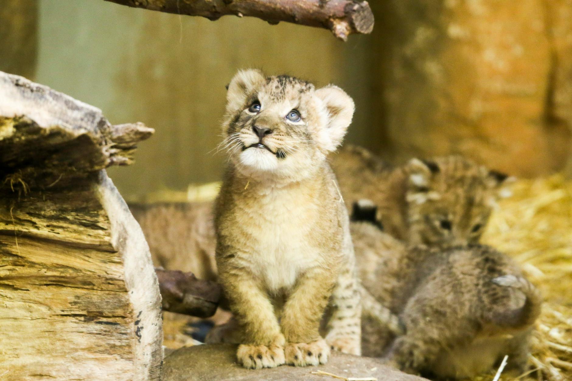 Ein Löwenbaby erkundet mutig seine Umgebung – genau diese Abenteuerlust steckt auch im Sternzeichen Widder.